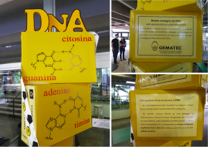 Conjunto de fotos 2 - Modelo analógico do DNA